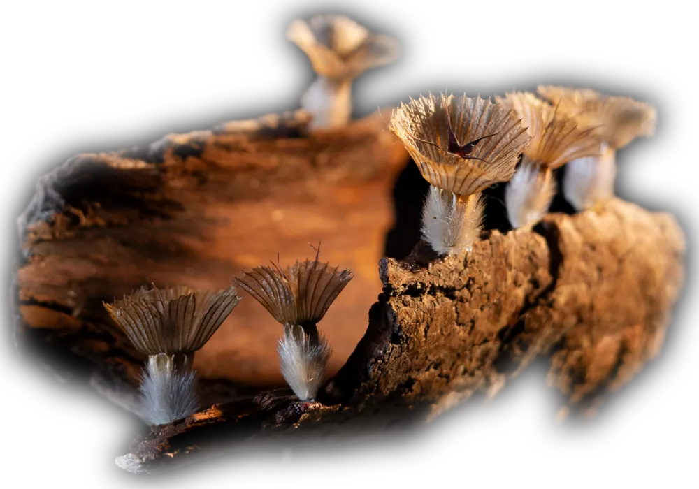 Untitled wood fragiles piece #2