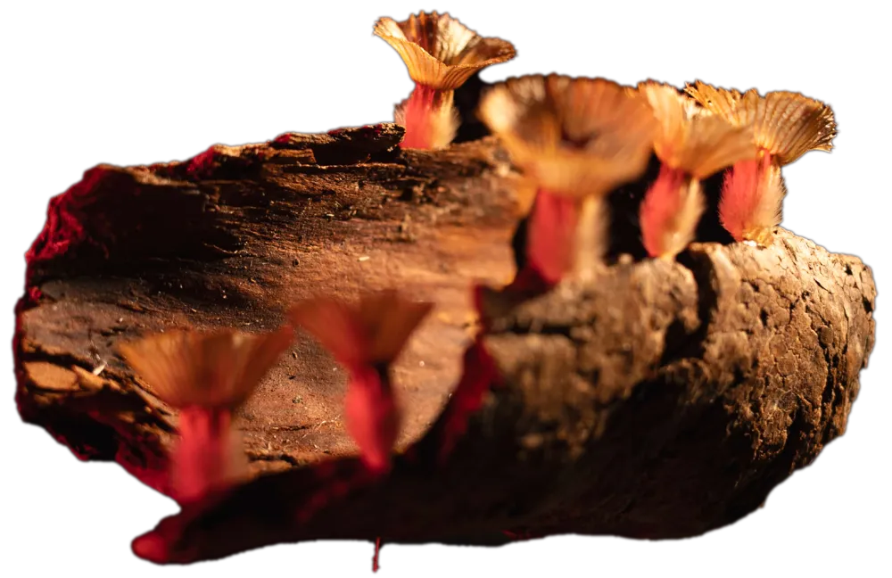 Untitled wood fragiles piece #3