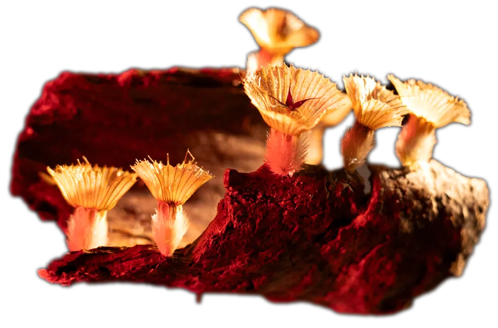 Untitled wood fragiles piece #4